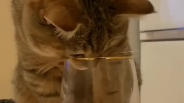 A cat playing with glasses.