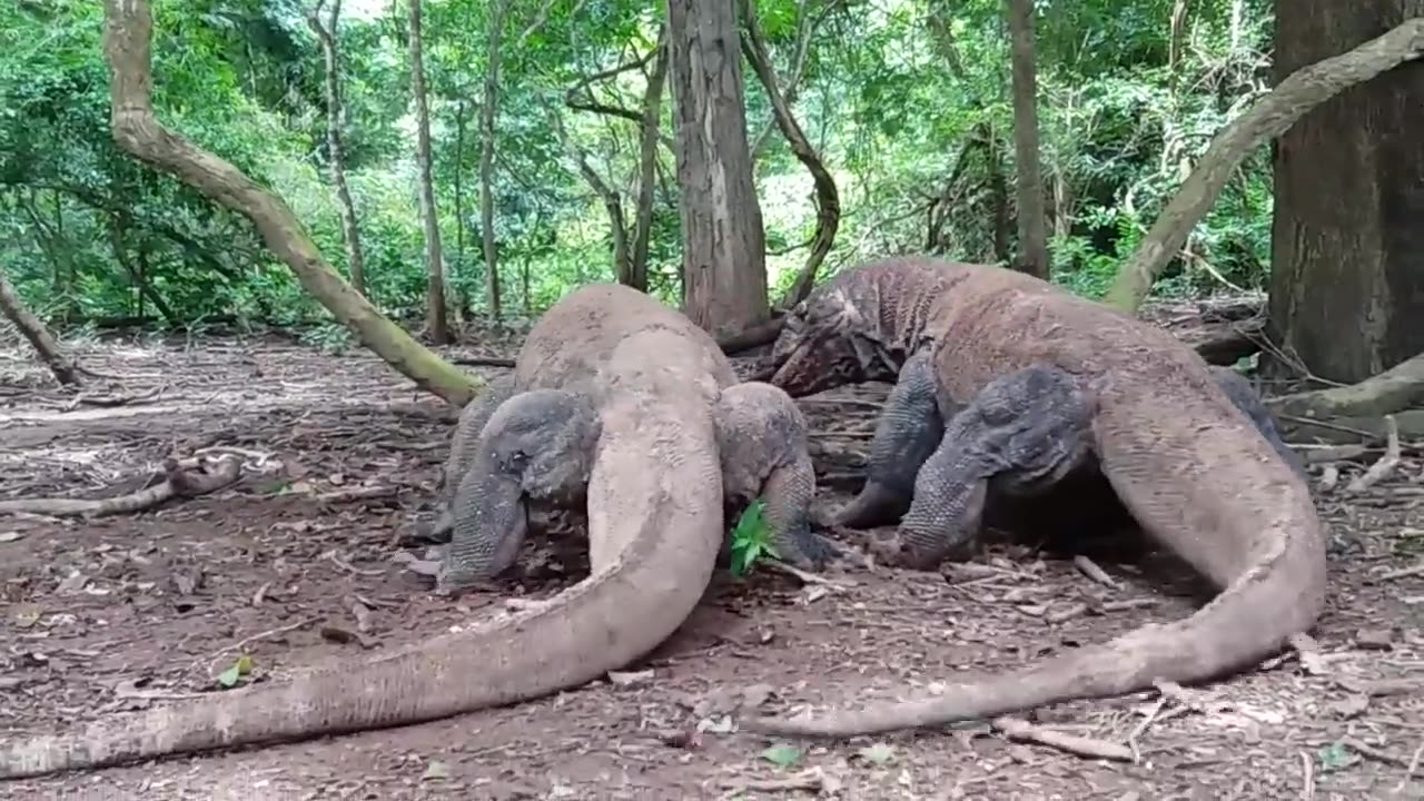 Komodo Dragons Devour a Wild Boar 🦎👀💥