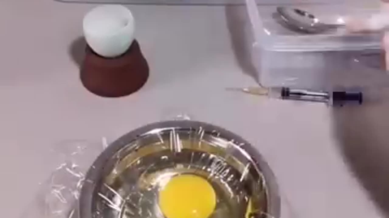 How A Chick Born From A Egg 🐣 - Interesting Video