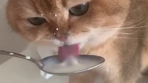 Kitten little drinking