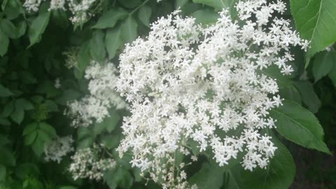 Elderberry