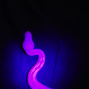 White Snake Under A Blacklight!!