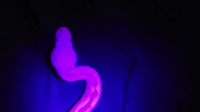 White Snake Under A Blacklight!!