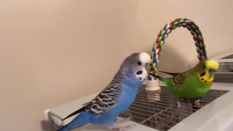 Teaching the parakeets to talk