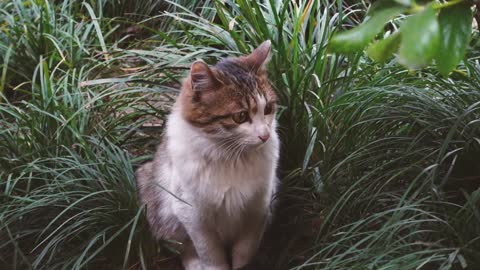 Cat:I want to return to the embrace of nature