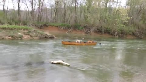 Hero Dog Rescues Two Dogs Trapped in a Moving Kayak