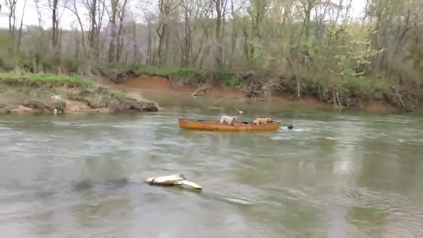 Hero Dog Rescues Two Dogs Trapped in a Moving Kayak