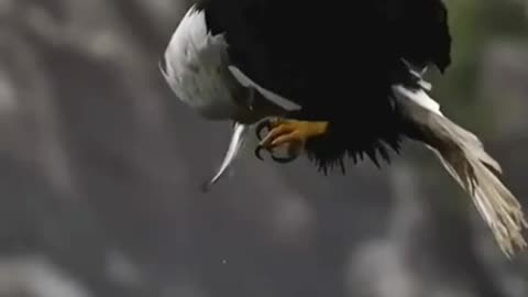 Eagles are so awesome