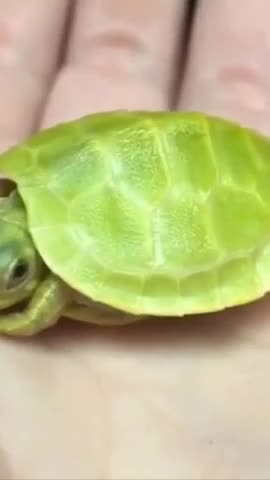 Tiny Tortoise