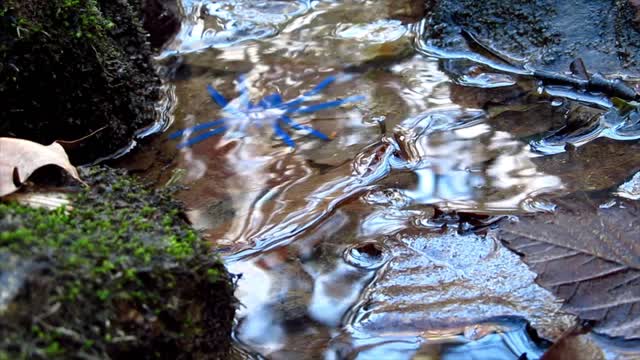 Toy Spider in a Small Creek