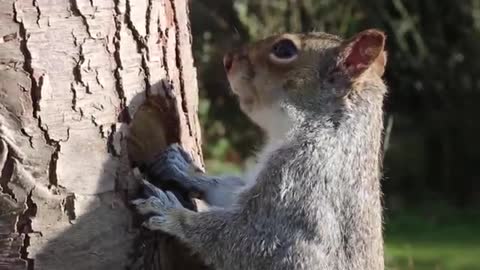 Squirrel eating