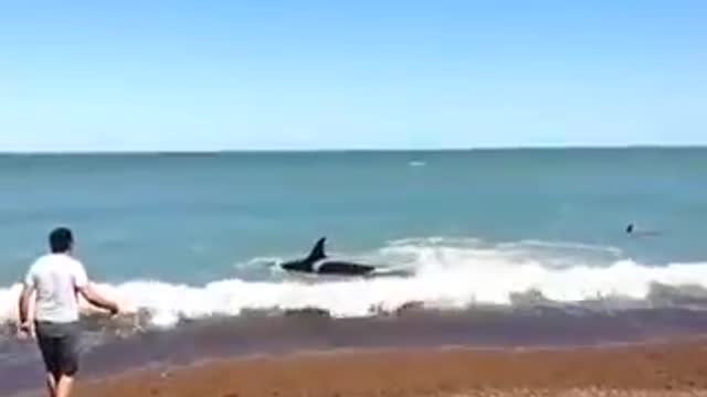 Orcas sorprenden a un turista en Puerto Madryn