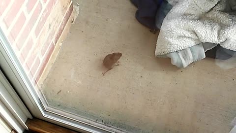 Mouse Shows Cat Who's Boss