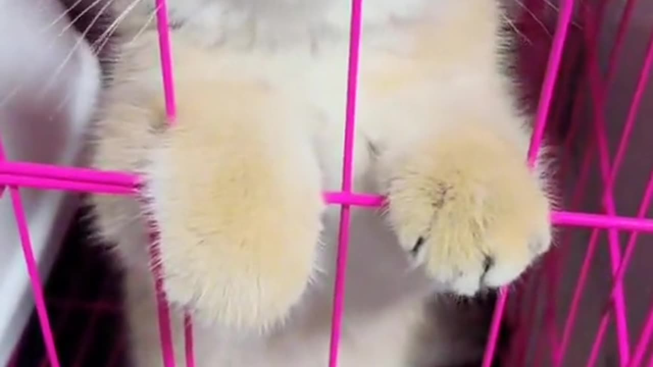 Cat Video 2024 |