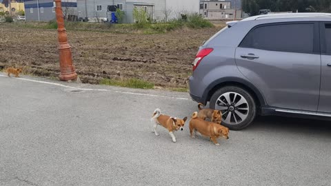 country dogs walking