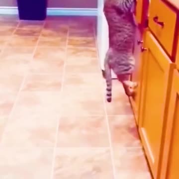 Funny Baby cats dancing