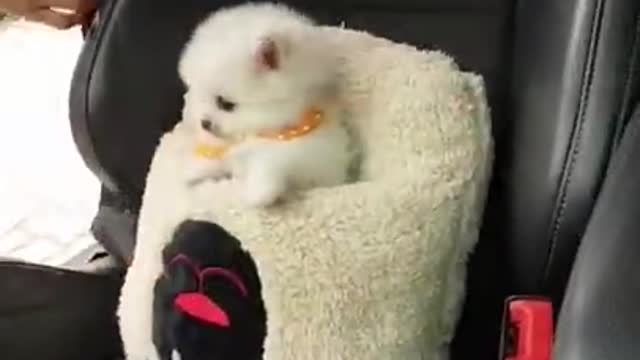 CUTE PUPPY in carseat