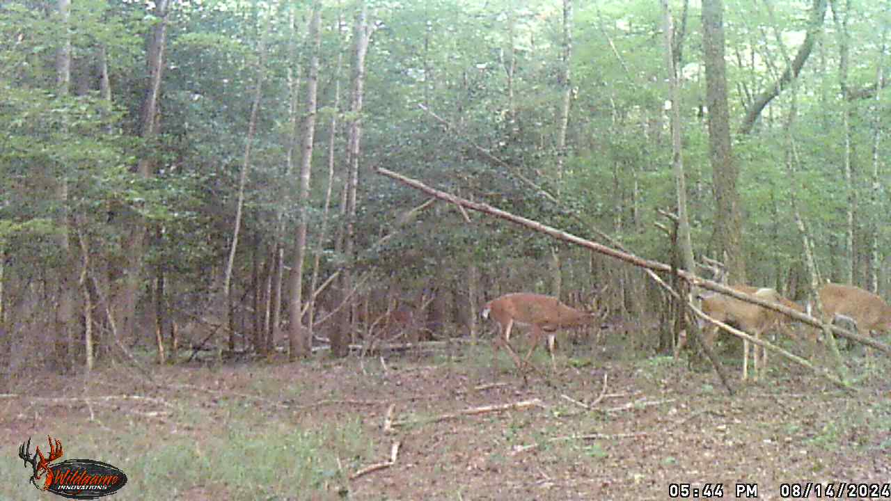 Whitetail Bucks Gathering