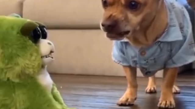 cute animals playing is guaranteed fun