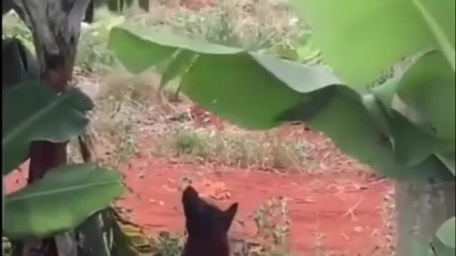 Dog and cat playing hide and seek.