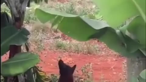 Dog and cat playing hide and seek.