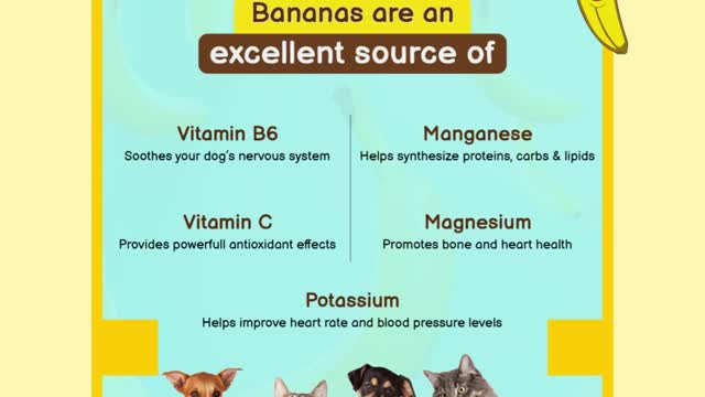 Bananas - Pet Fruit Facts - CanadaPetCare