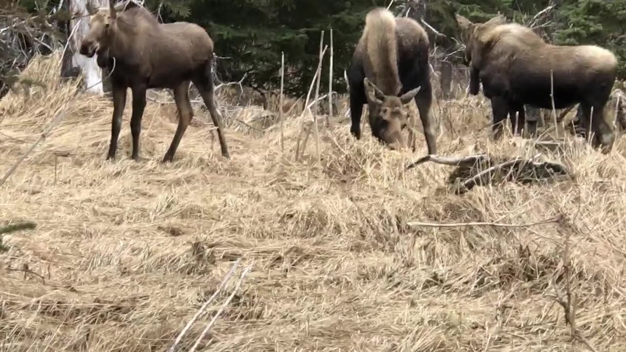 Three Moose in One Day! Exploring Denali National Park