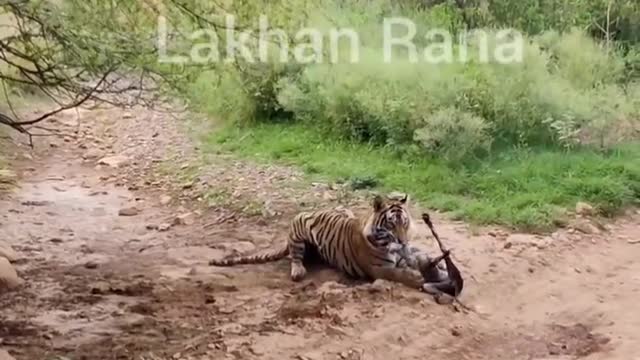 Don't take a sleeping tiger so lightly. T120 tiger from Ranthambore aka killing machine