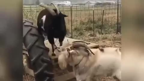 Goats fight