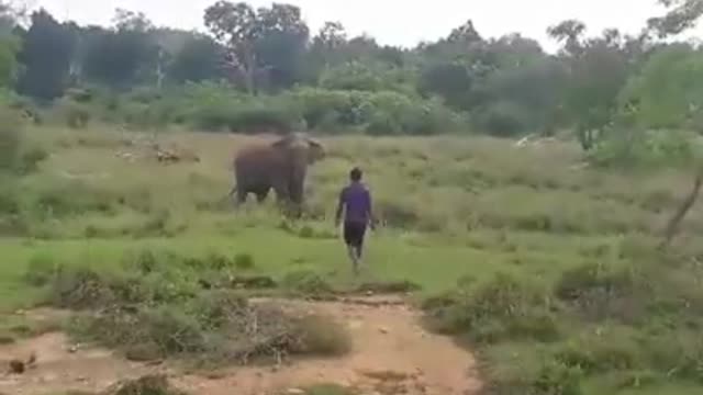 Elephant Attacks man