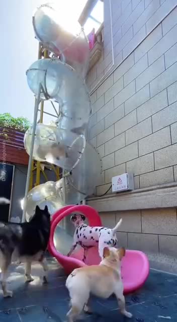 funny and happy dogs 😂😂🐶