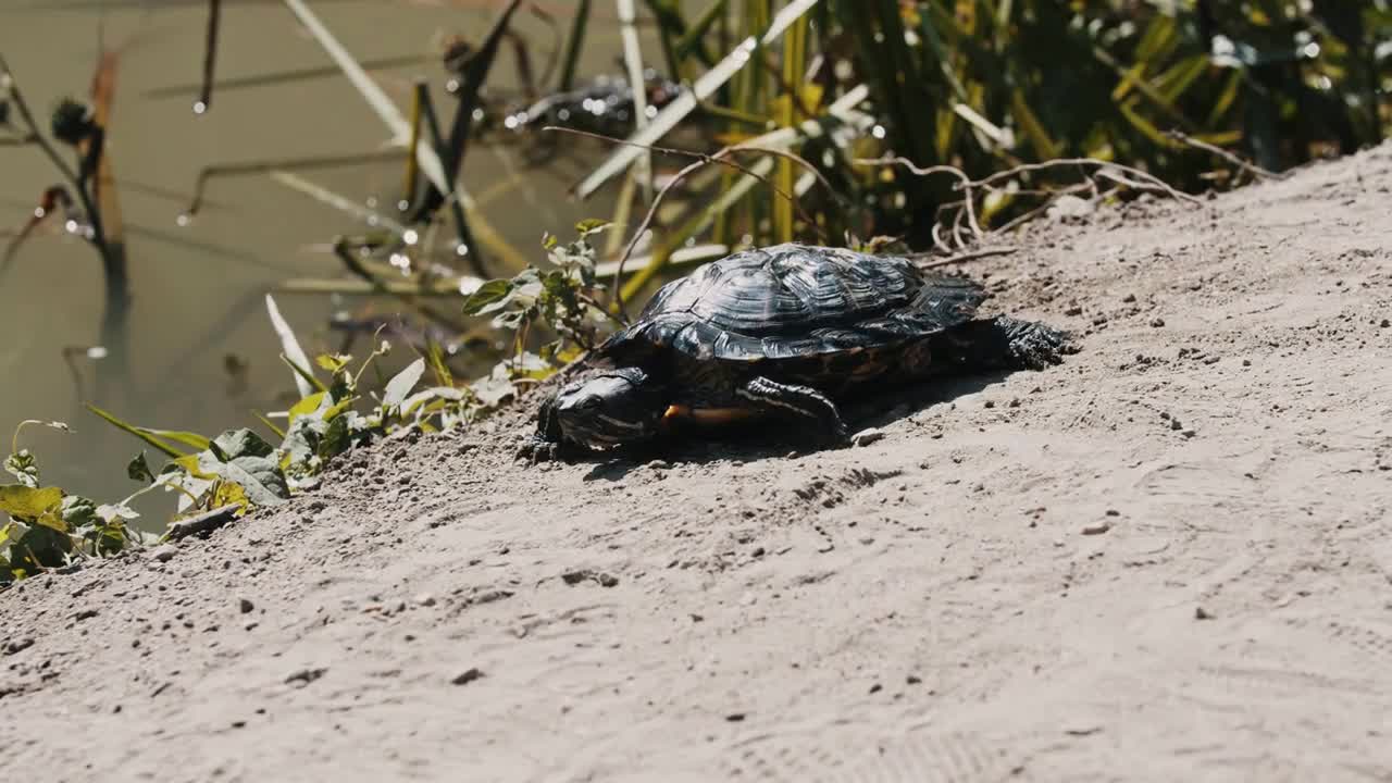 A turtle crawling on the pond shore