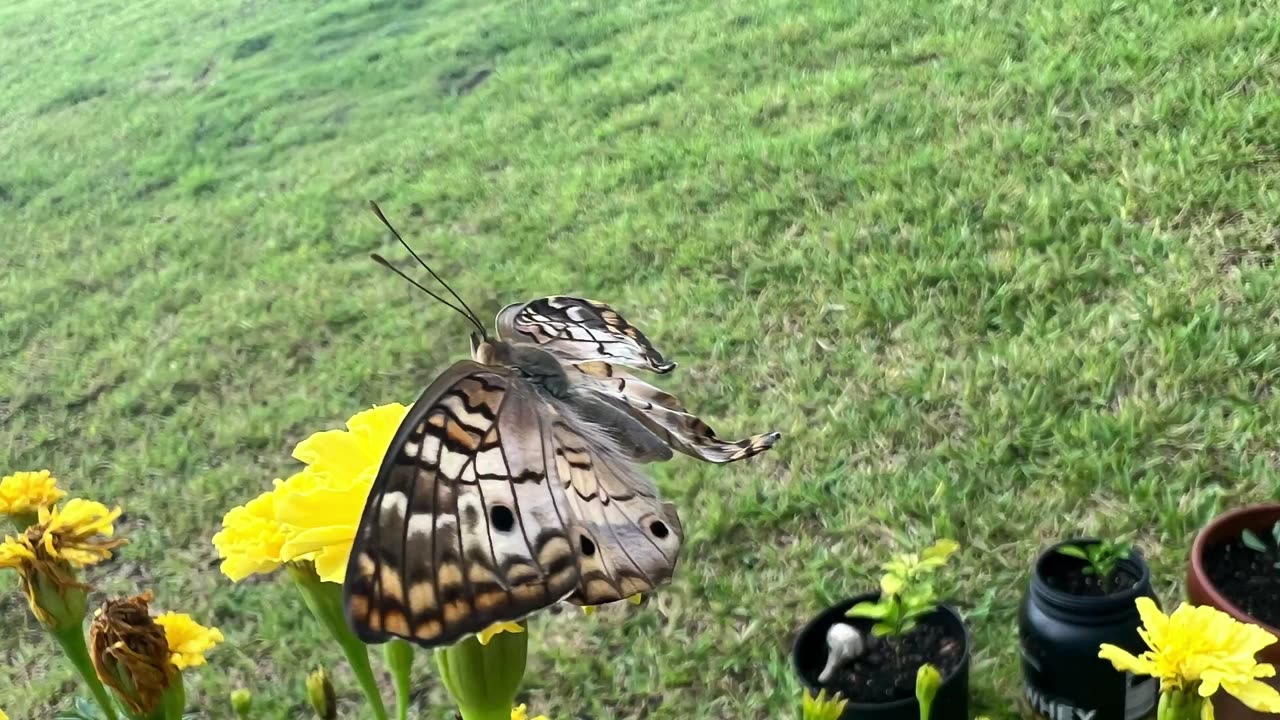 White Peacock butterfly hatches in jar