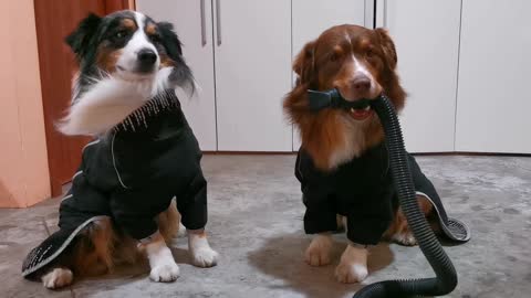 Doggo Blows Wind on Brother