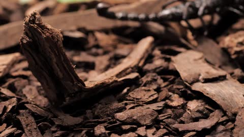 Black scorpion walking closeup