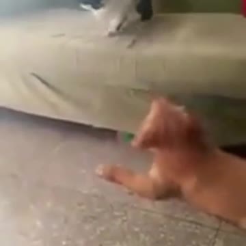 GYM CAT DOGGYM CAT DOG