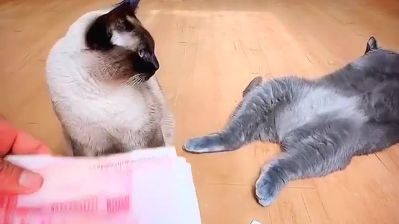 Very legendary cat Compilation.