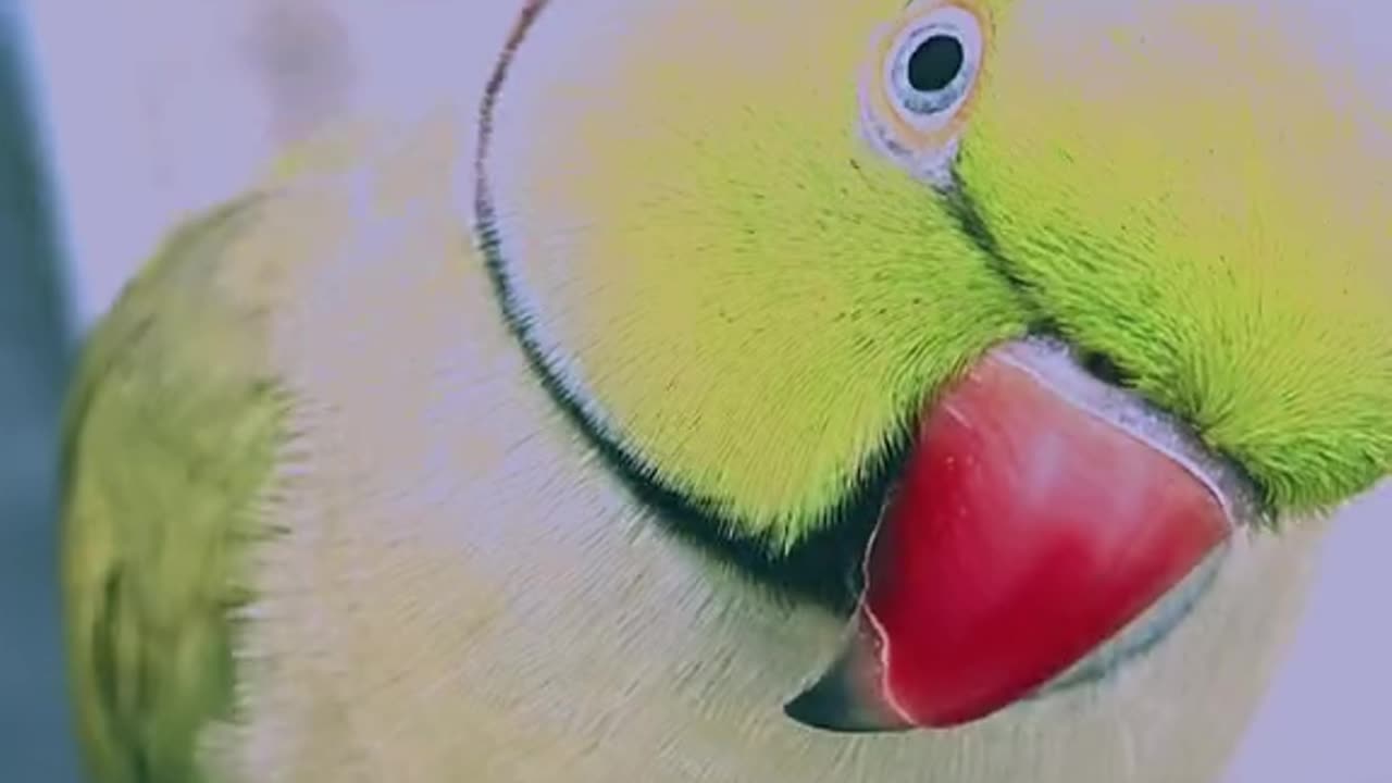 Parrotography