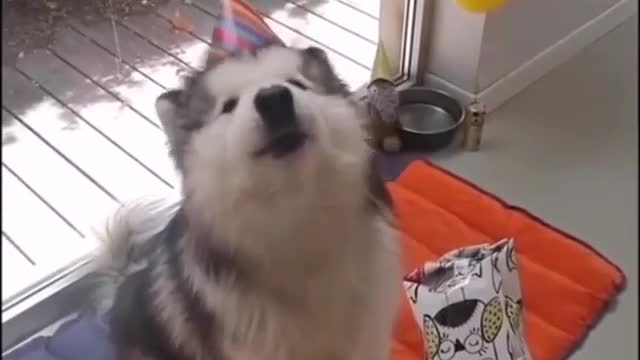 Birthday dog, Happy birthday to my dog