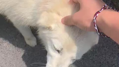 Dog playing with my hand