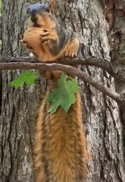 Funny Animals Videos