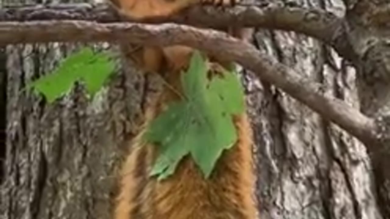 Funny Animals Videos