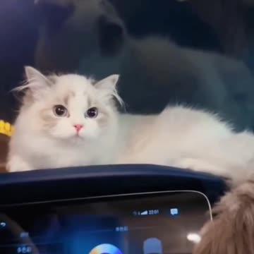 Cute cat video and Kittecat Cat Video