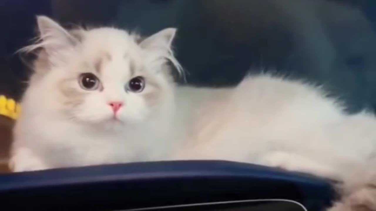 Cute cat video and Kittecat Cat Video