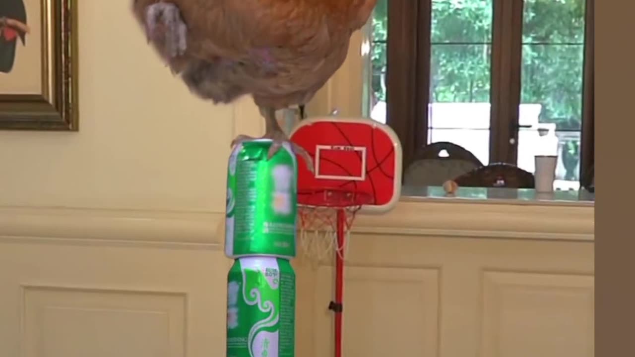 Fun with cat
