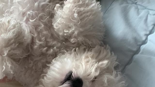 Cute white mini-bichon fun