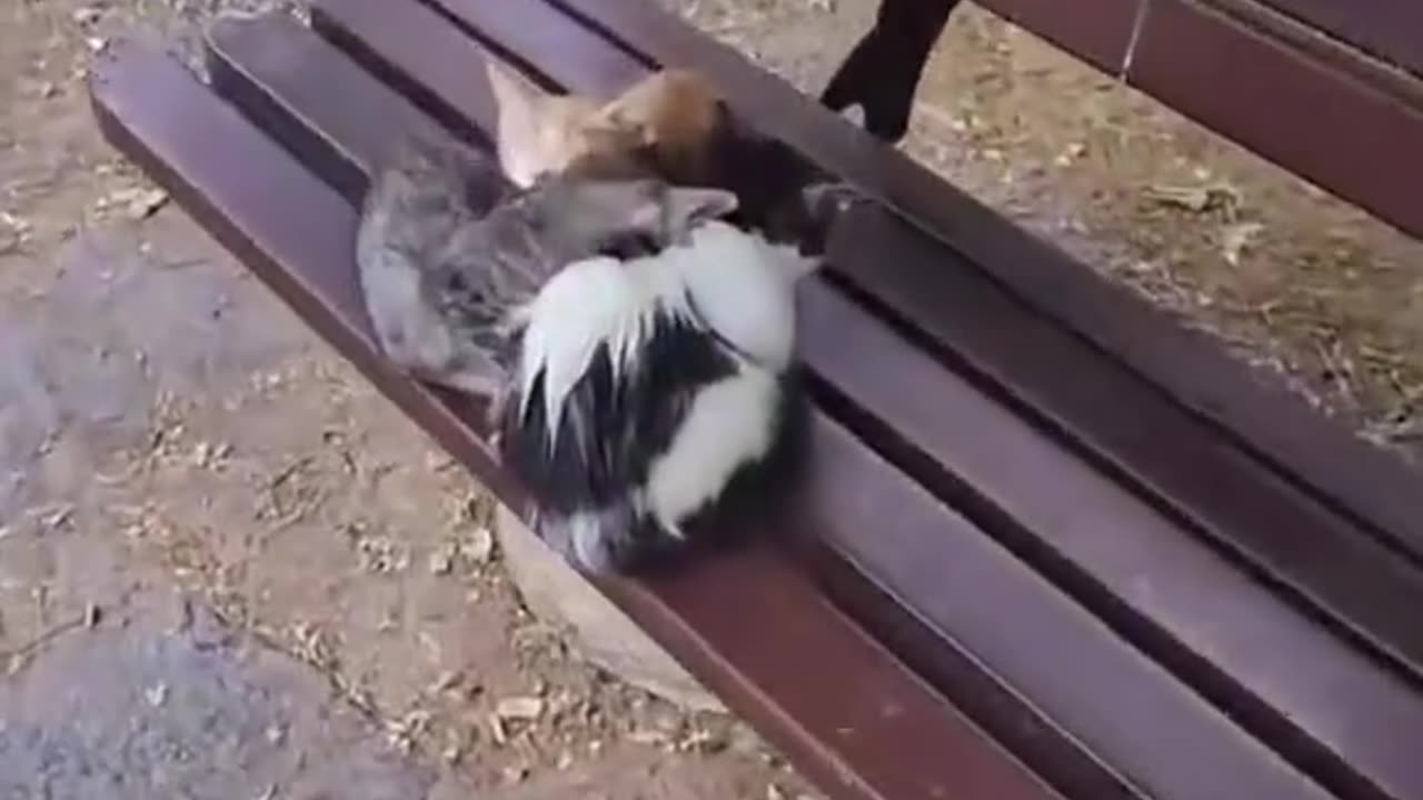 Nice action! The man feeds stray cats every day