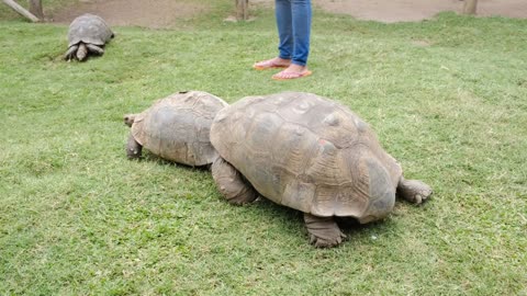 Turtles Play By Pushing Each Other