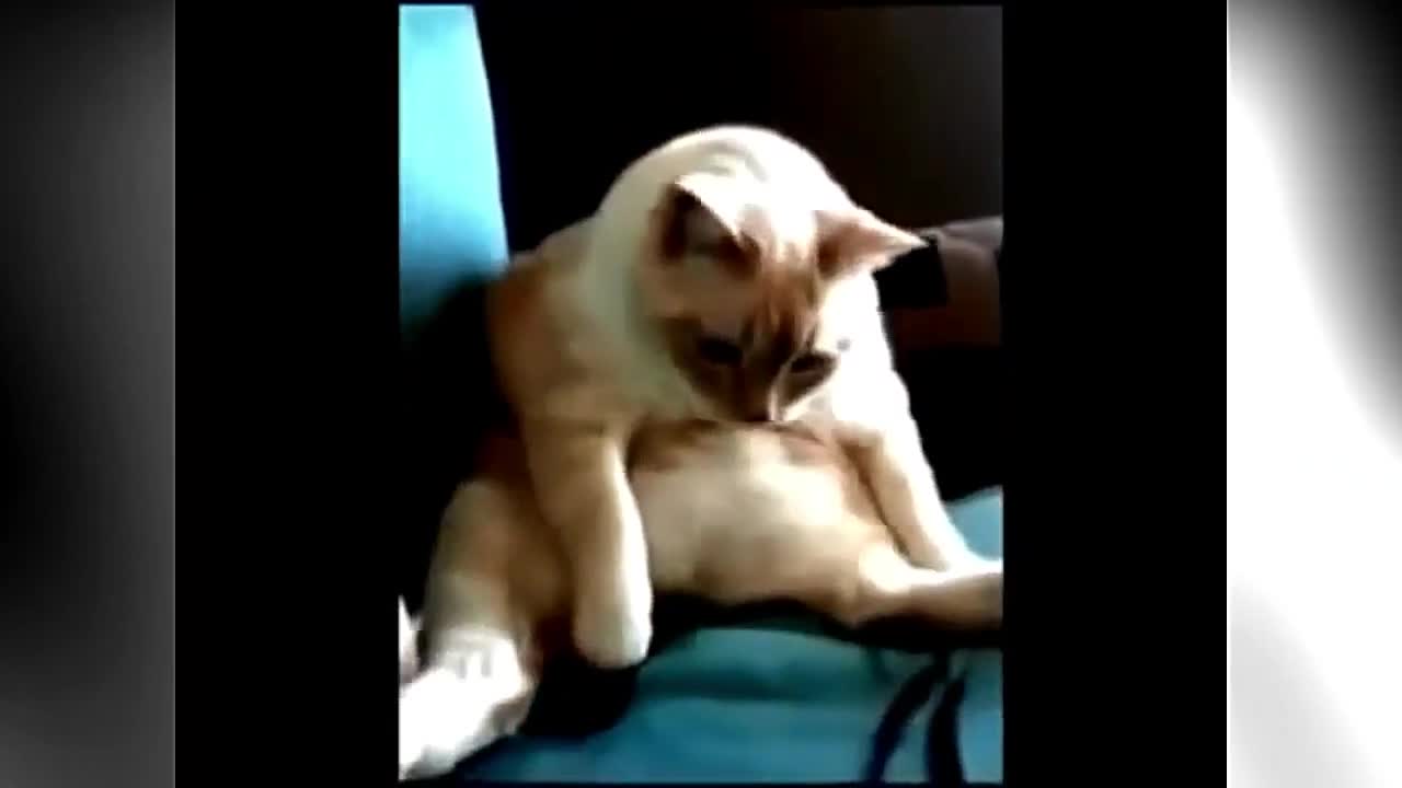 Funny Animals Farting compilation101