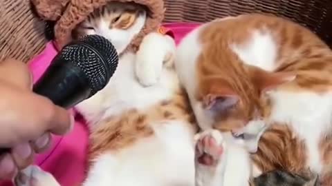 Funny cat video